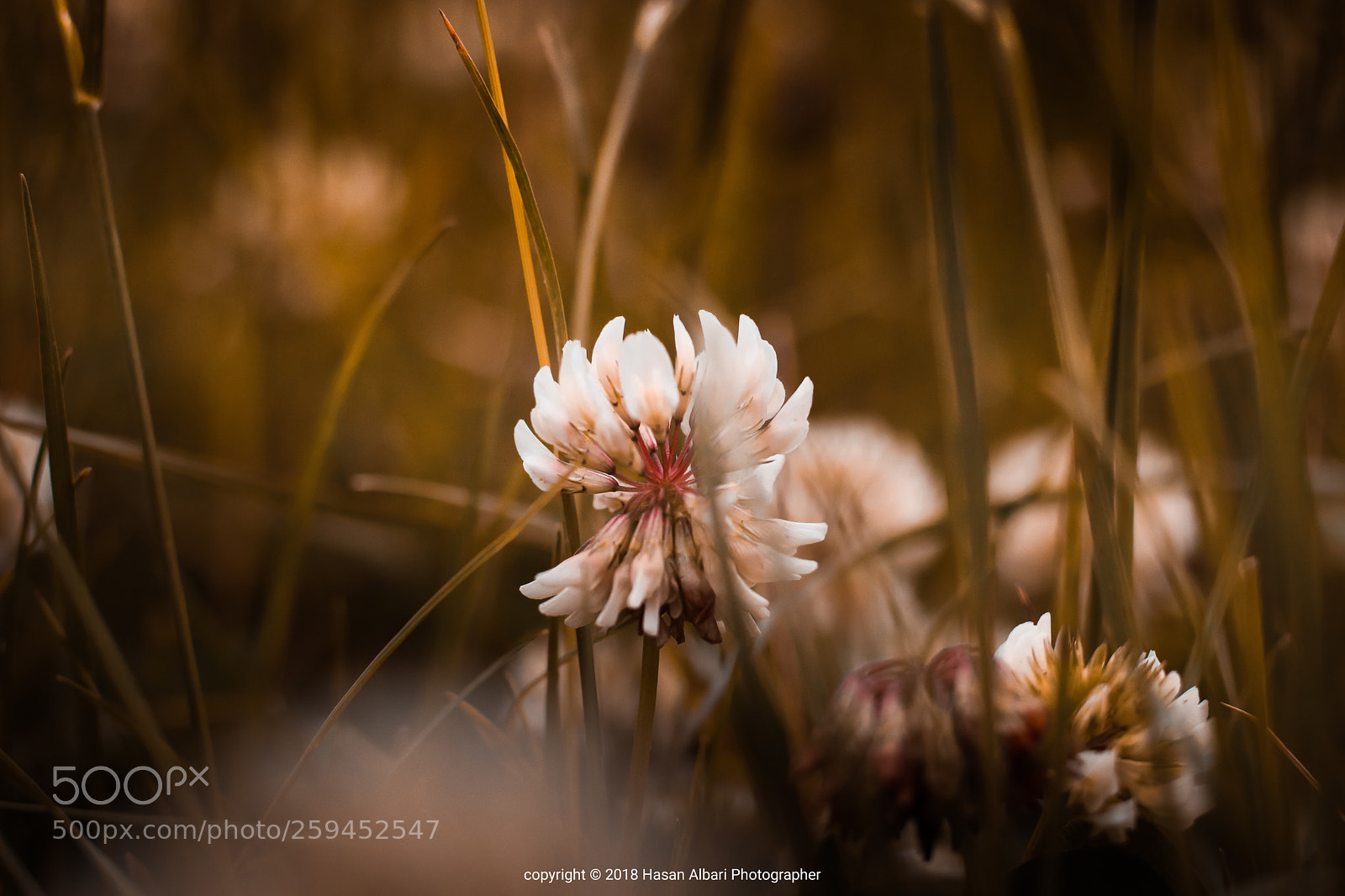 Canon EOS 80D sample photo. Flowers  photography