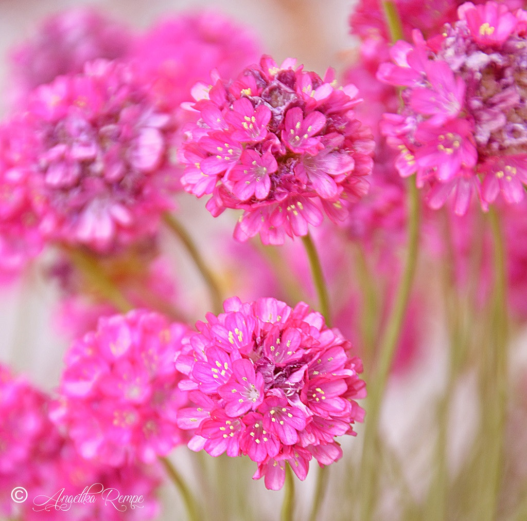 Sigma 18-125mm F3.8-5.6 DC OS HSM sample photo. Pink photography