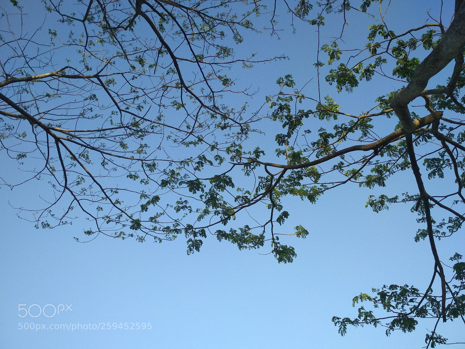 Xiaomi Redmi 4X sample photo. Tree & the sky photography