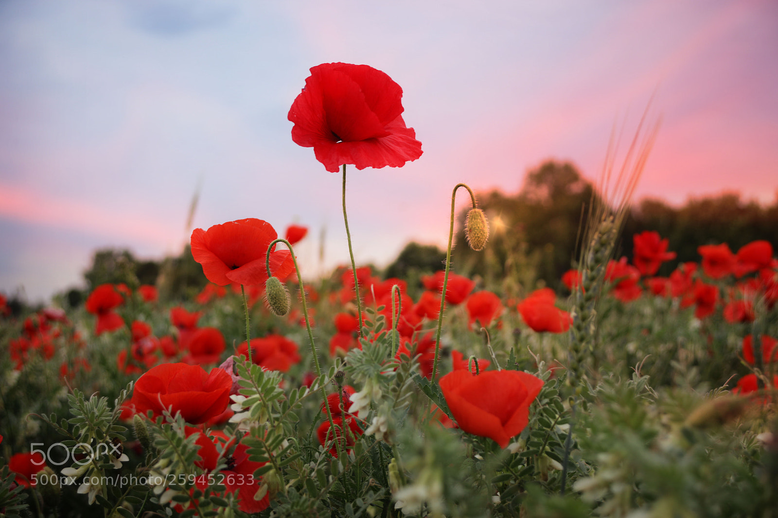 Canon EOS 5D Mark IV sample photo. Mohnblumen im abendrot photography