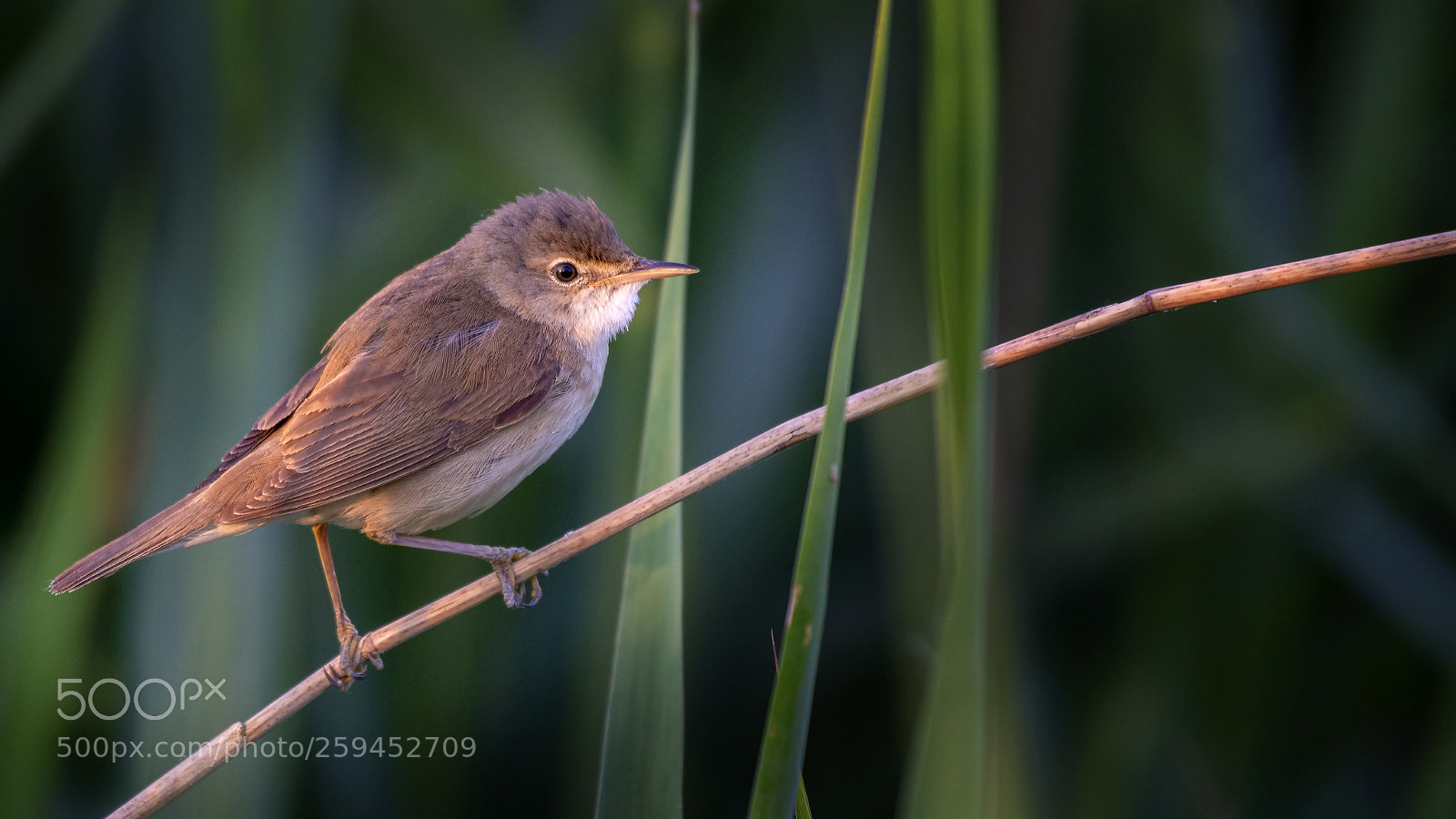 Nikon D7100 sample photo. Reed warbler again ham photography