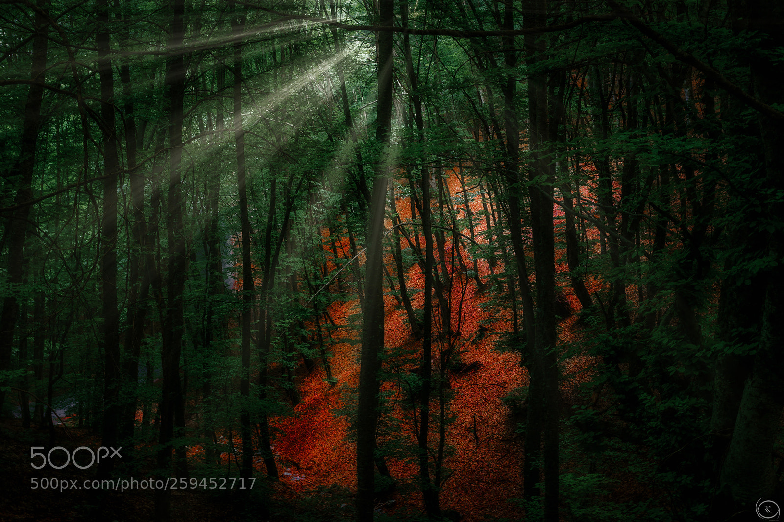 Sony ILCA-77M2 sample photo. Woods olympos photography