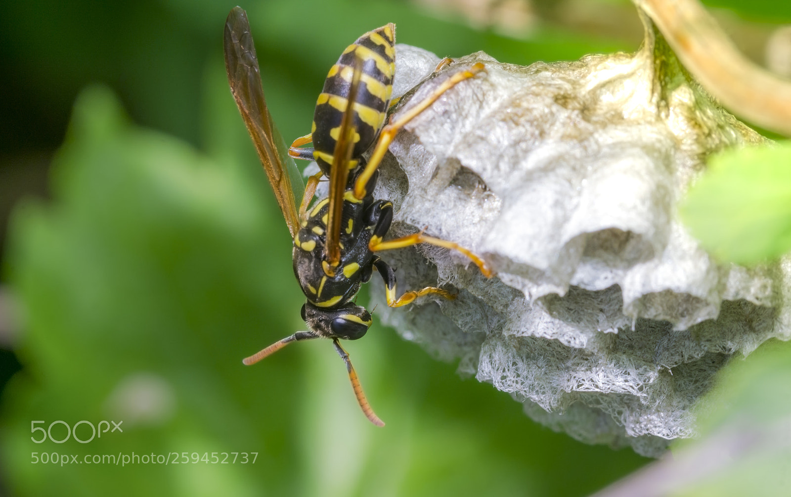 Sony a6000 sample photo. Hornet 26 photography