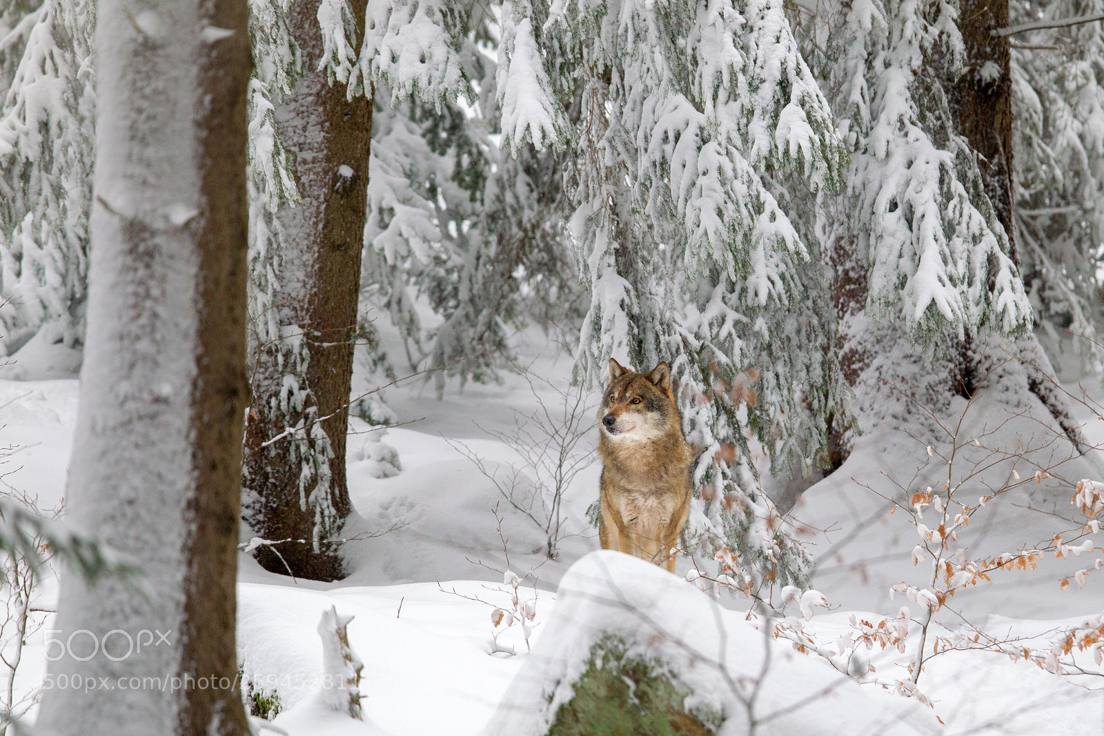 Canon EOS-1D Mark IV sample photo. Wolf (canis lupus) photography