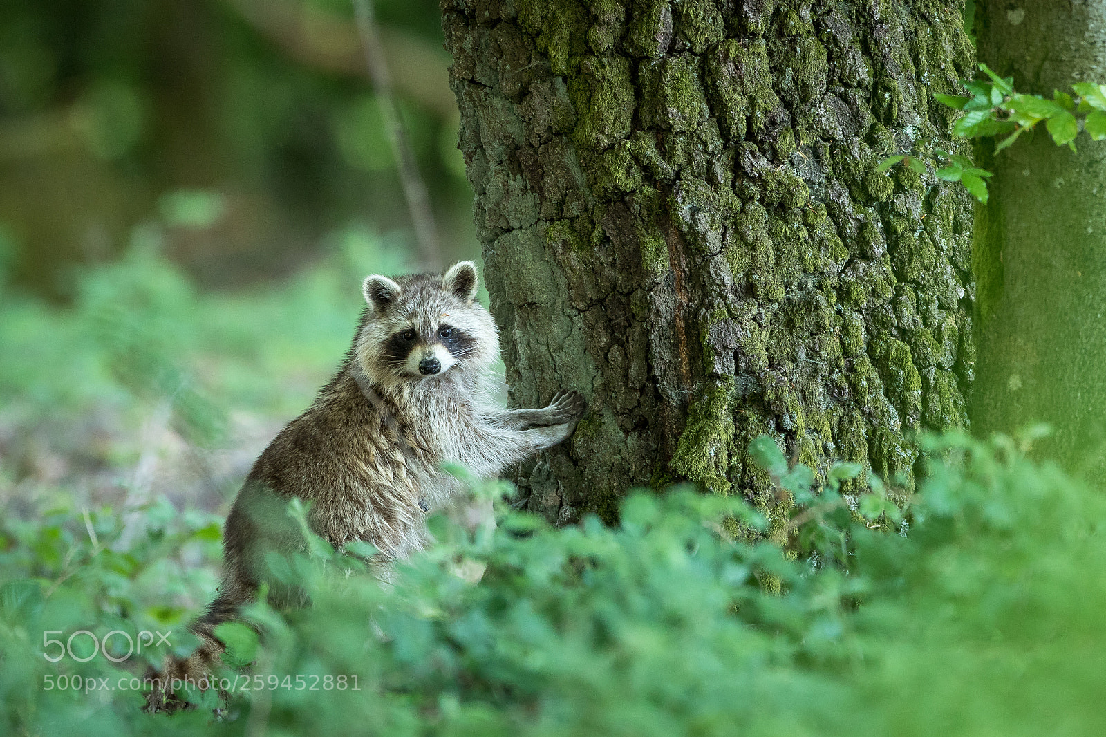 Canon EOS 7D Mark II sample photo. Le bandit masqué photography