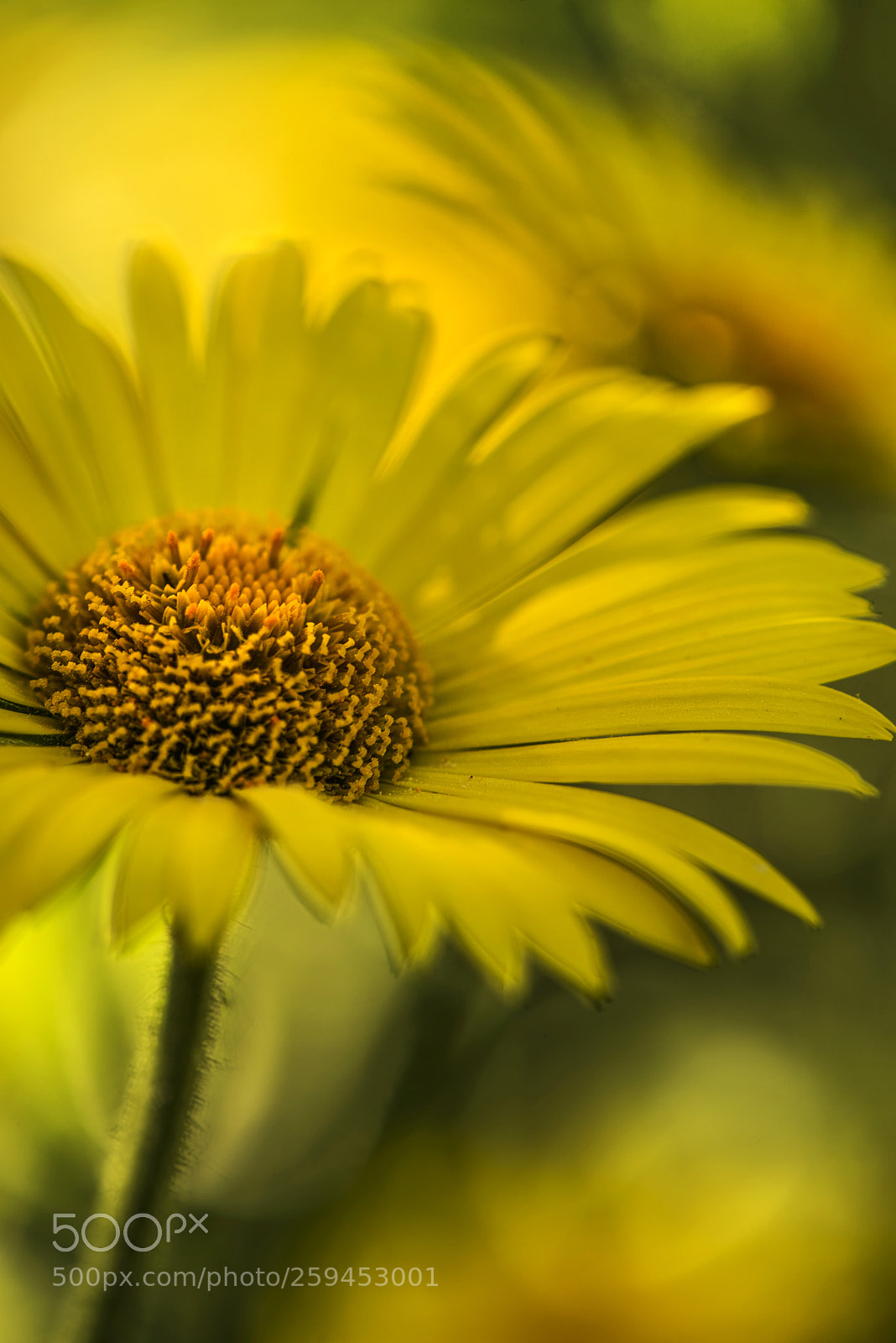 Nikon D600 sample photo. Yellow flower photography