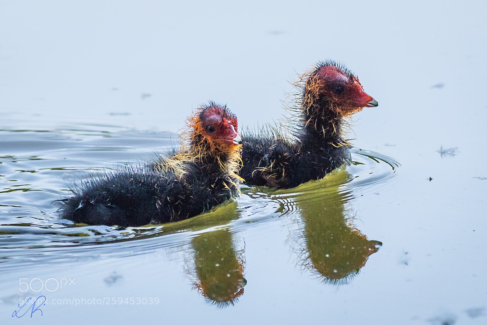 Canon EOS 6D sample photo. Small coots photography