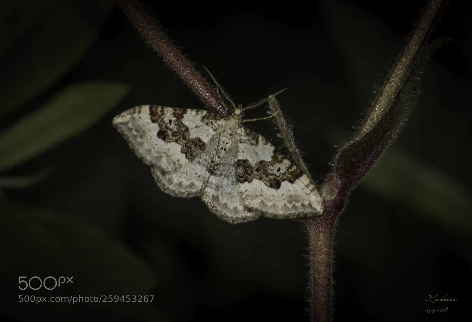 Nikon D5000 sample photo. Butterfly photography