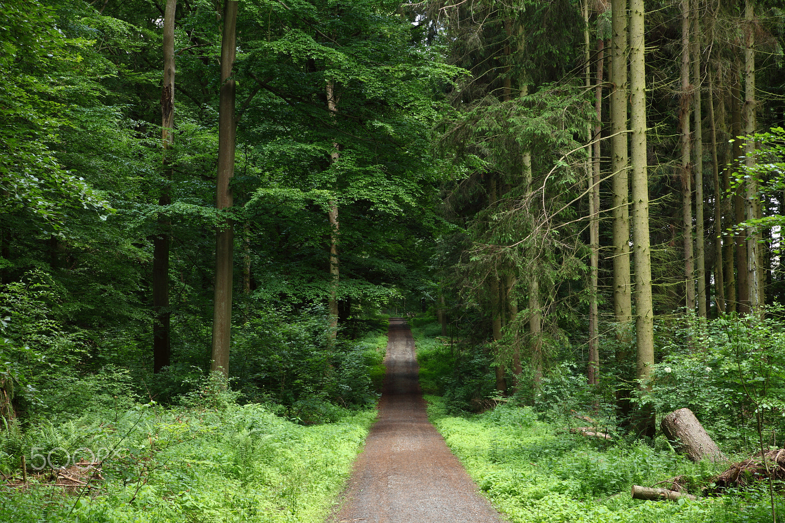 Canon EOS 5D Mark II sample photo. The forest photography