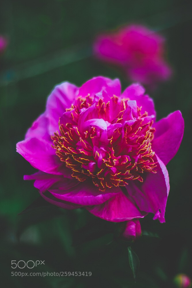 Canon EOS 700D (EOS Rebel T5i / EOS Kiss X7i) sample photo. Hi peony! photography