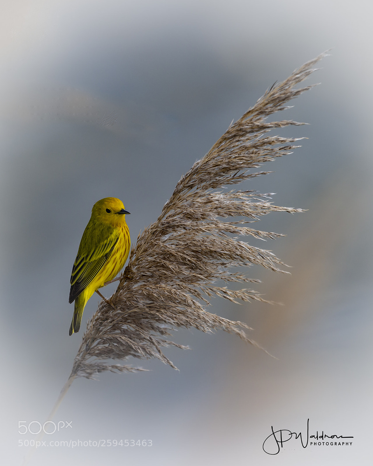 Canon EOS-1D X sample photo. Traveling warbler photography