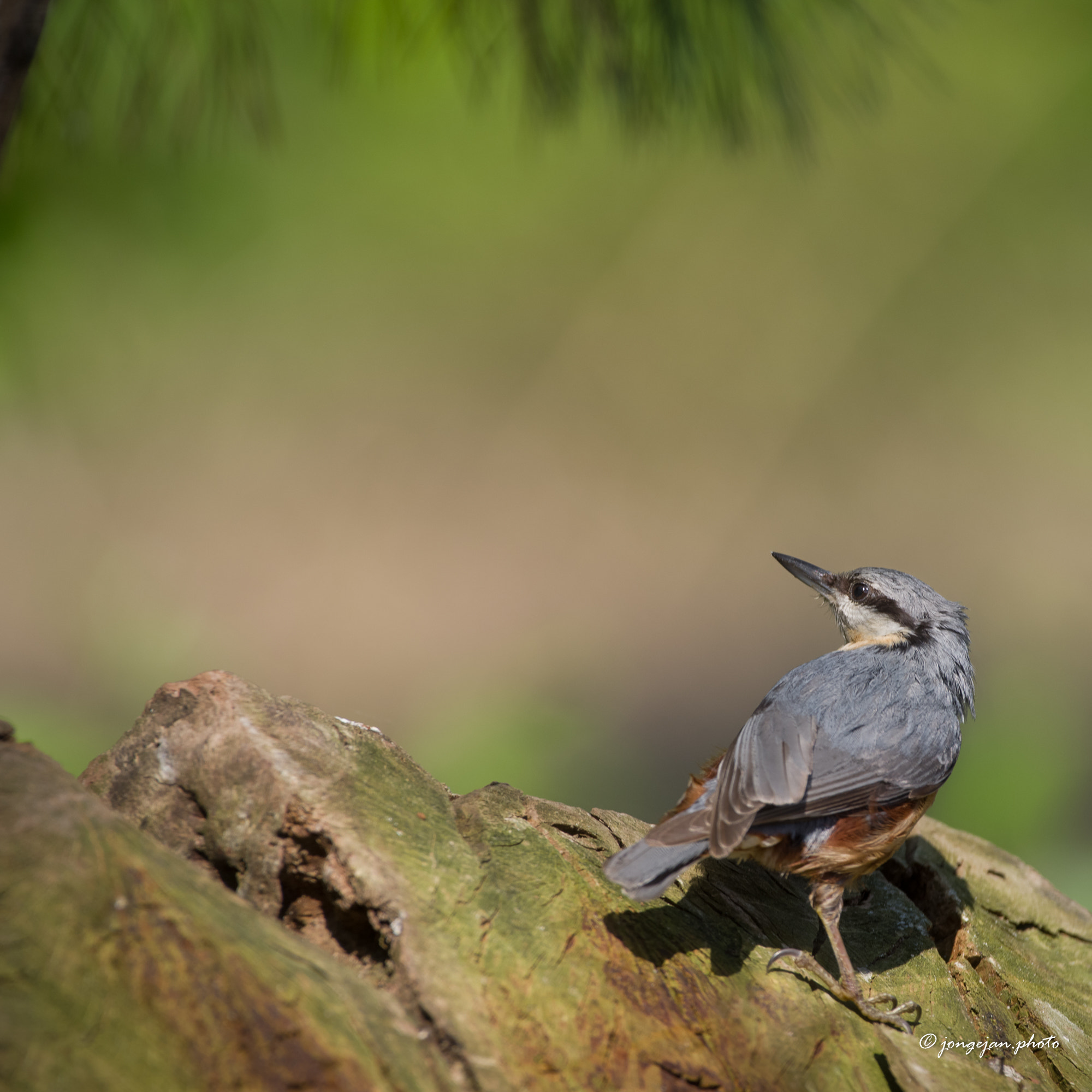 Pentax K-1 Mark II sample photo. European nuthatch photography