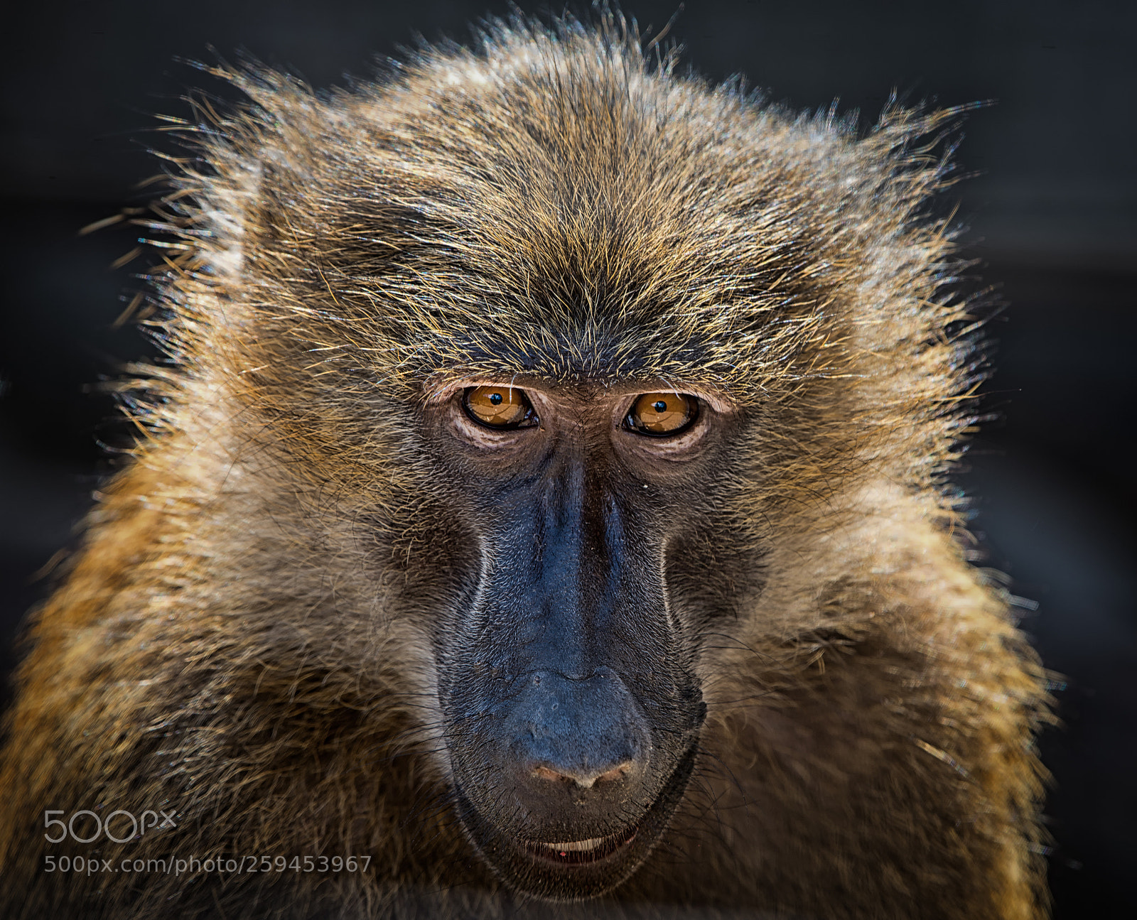 Nikon D610 sample photo. Face to face photography