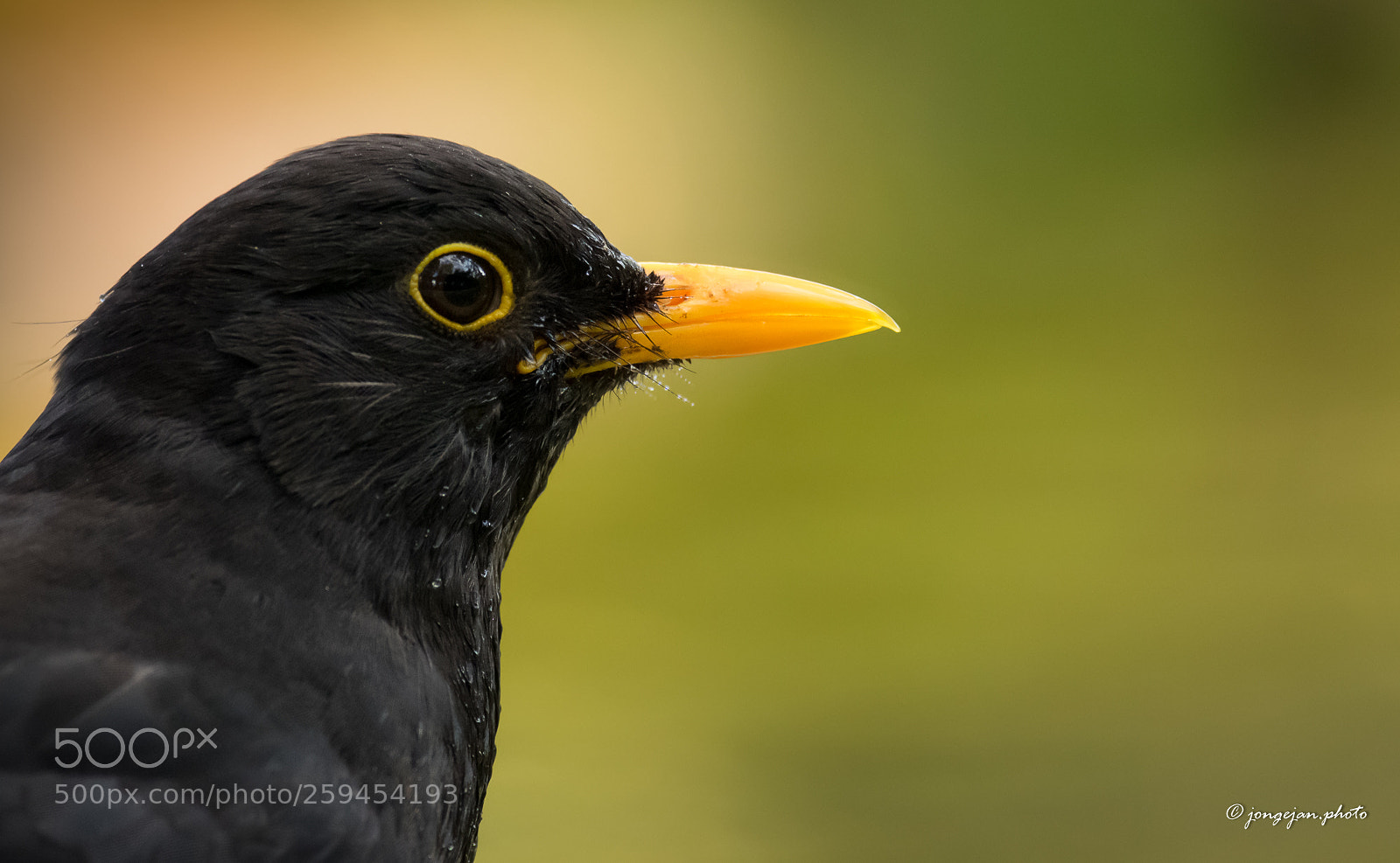 Pentax K-3 II sample photo. Blackbird photography