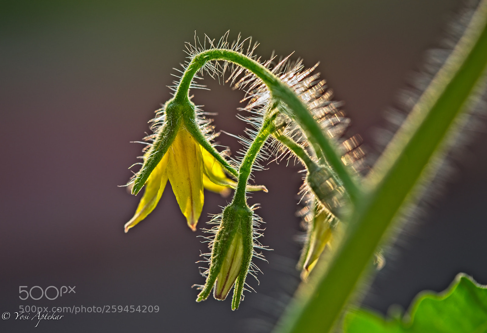 Canon EOS 5D Mark IV sample photo. Tomato plant photography