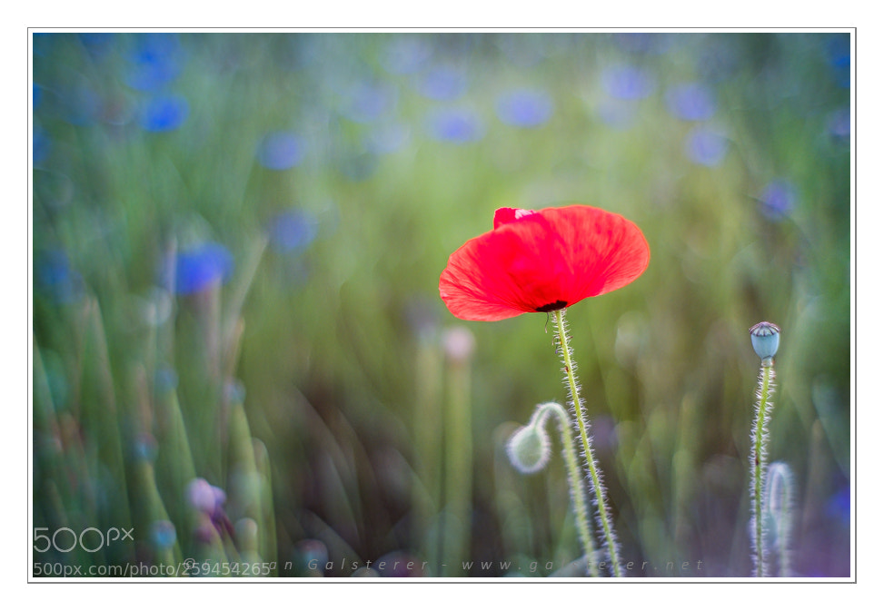 Fujifilm X-T2 sample photo. Mohnblume photography