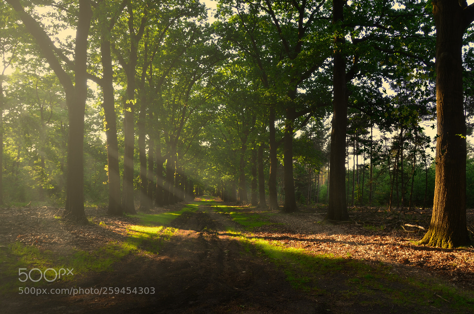 Nikon D7000 sample photo. Boulevard of trees photography