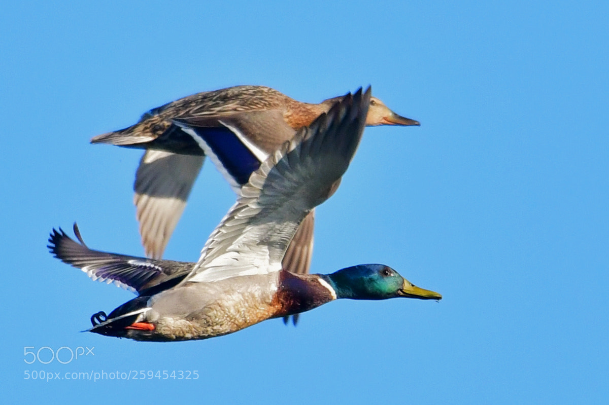 Nikon D500 sample photo. Duo ... photography