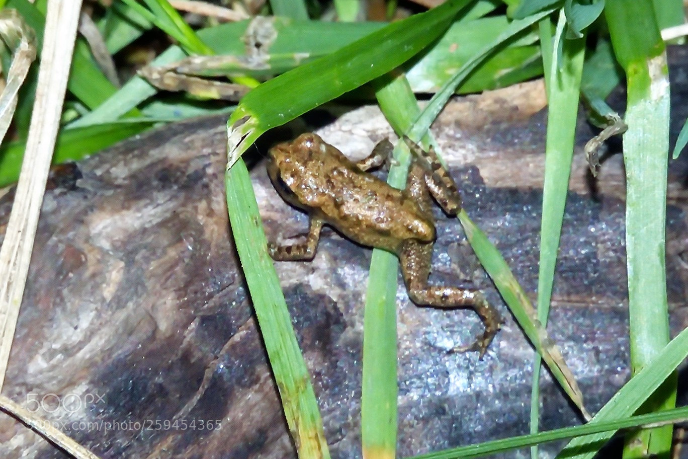 Panasonic Lumix DMC-FZ1000 sample photo. () photography