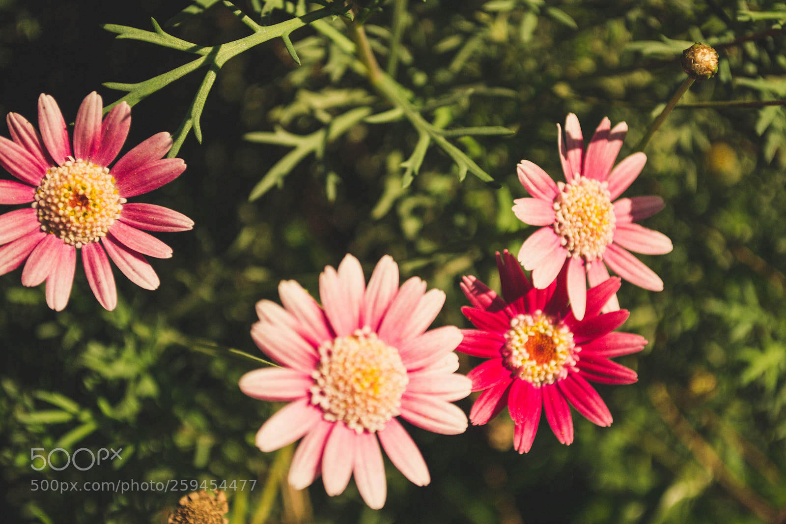 Nikon D3100 sample photo. Flores photography