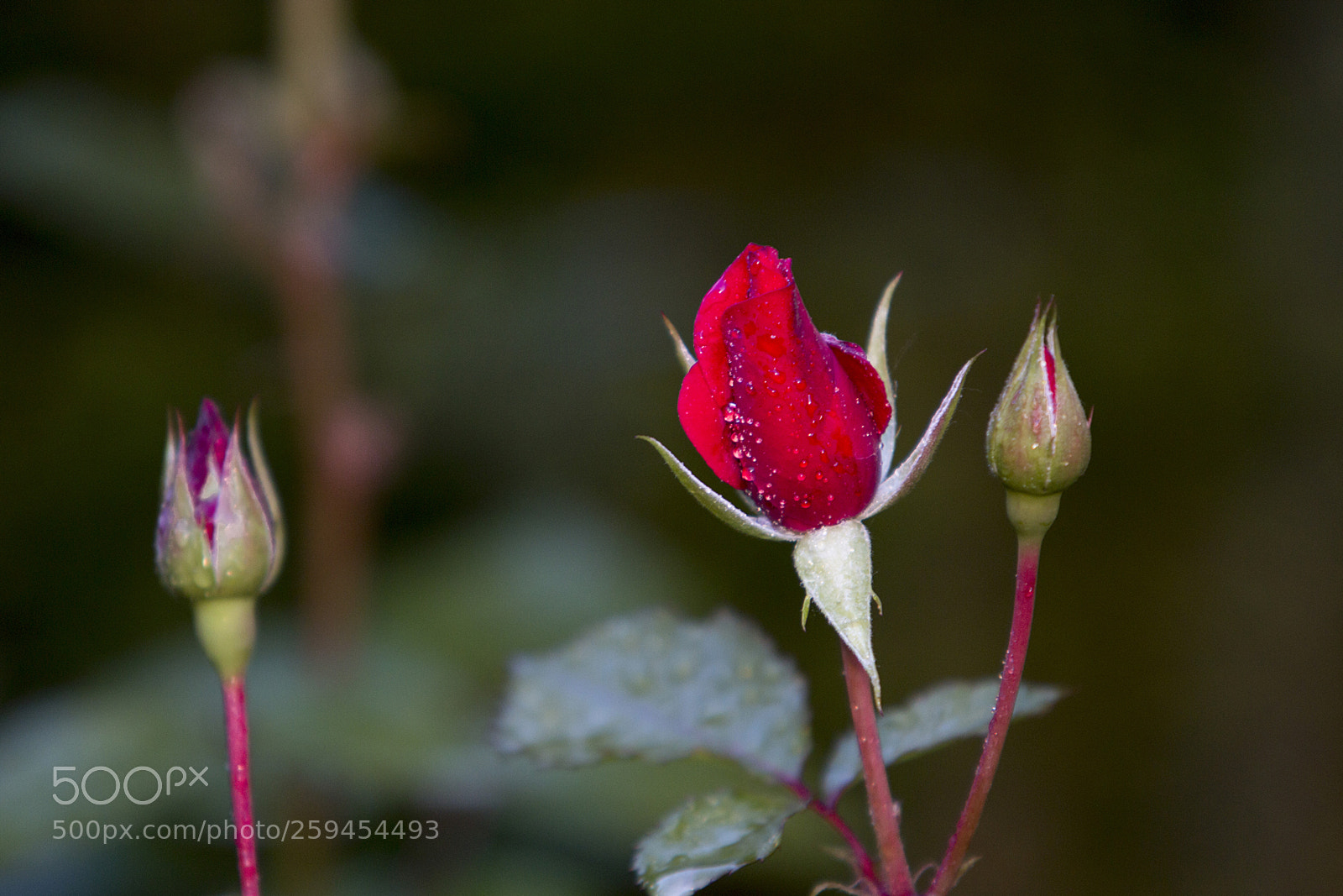 Canon EOS 70D sample photo. Rózsa-2 photography
