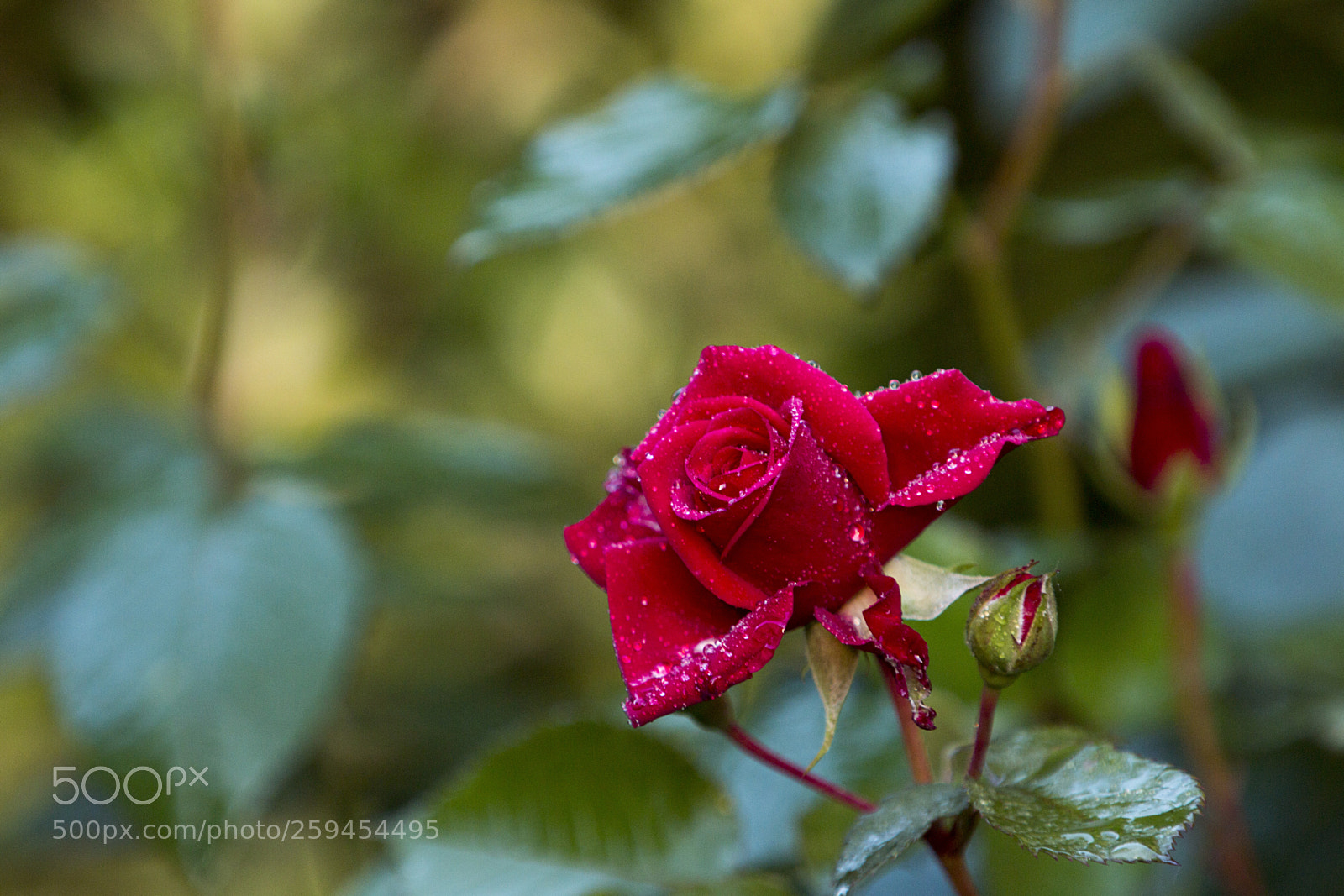 Canon EOS 70D sample photo. Rózsa-1 photography