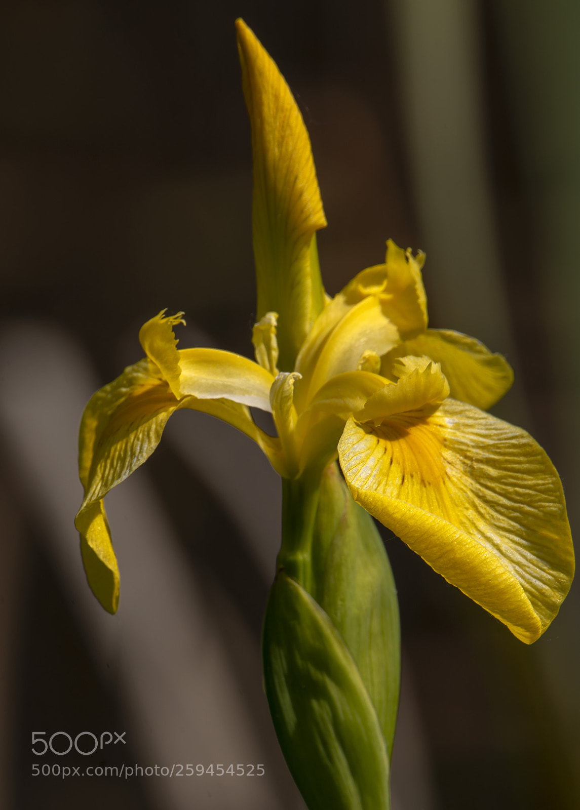 Nikon D7100 sample photo. Flag iris photography