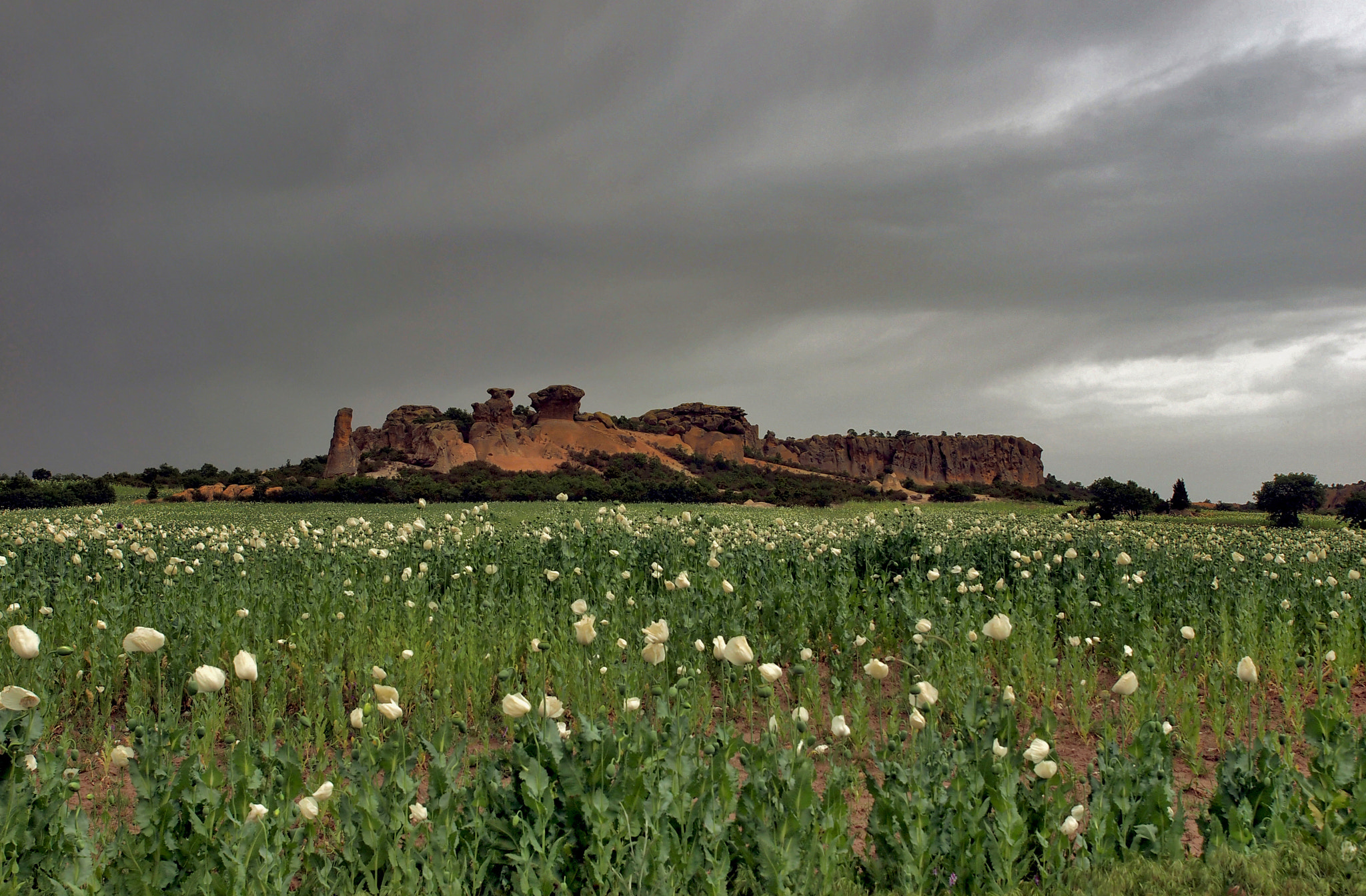 Olympus E-5 sample photo. Poppy and frigia/afyon/turkey photography