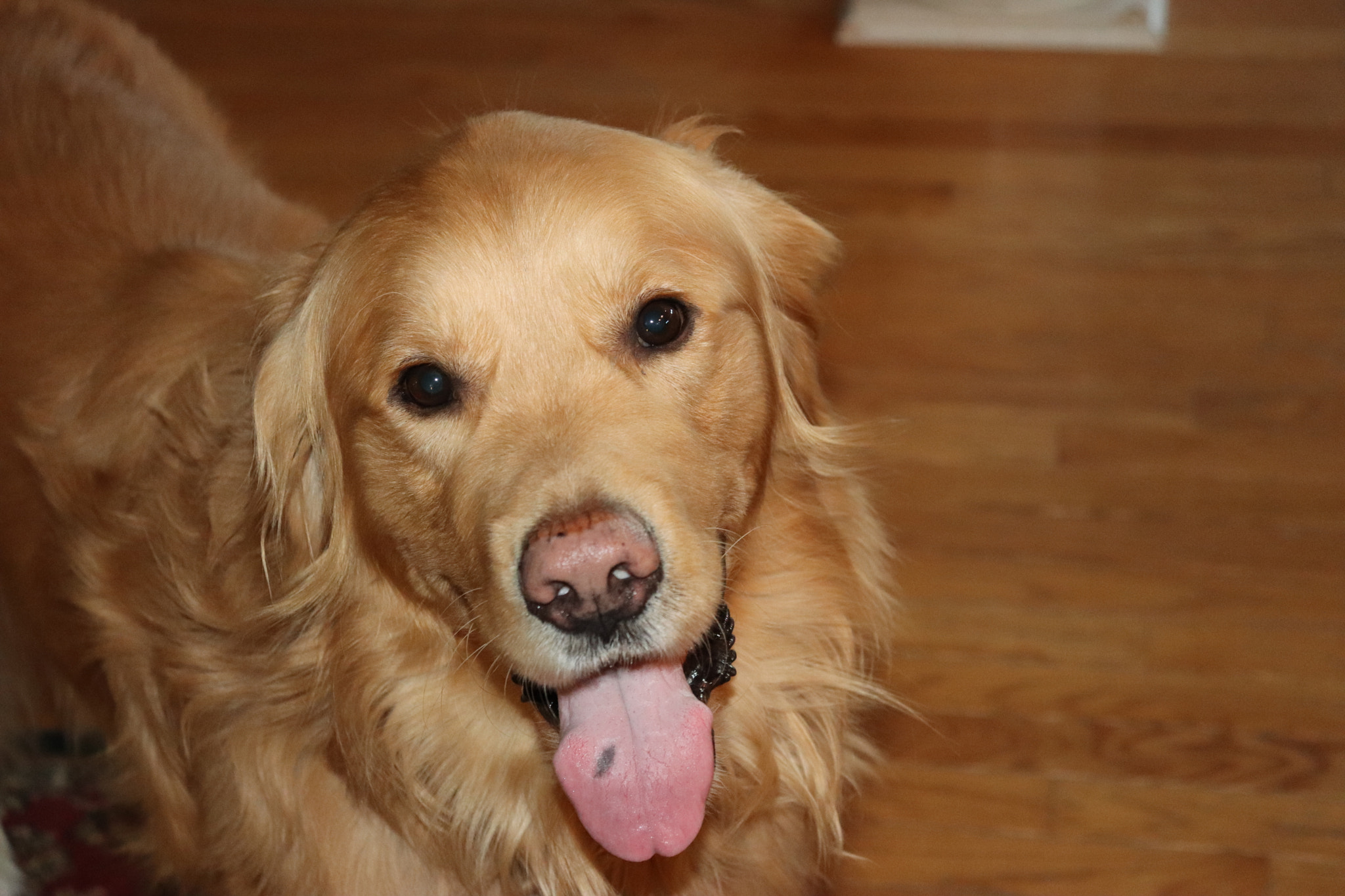 Canon EOS 800D (EOS Rebel T7i / EOS Kiss X9i) sample photo. Bailey boy photography