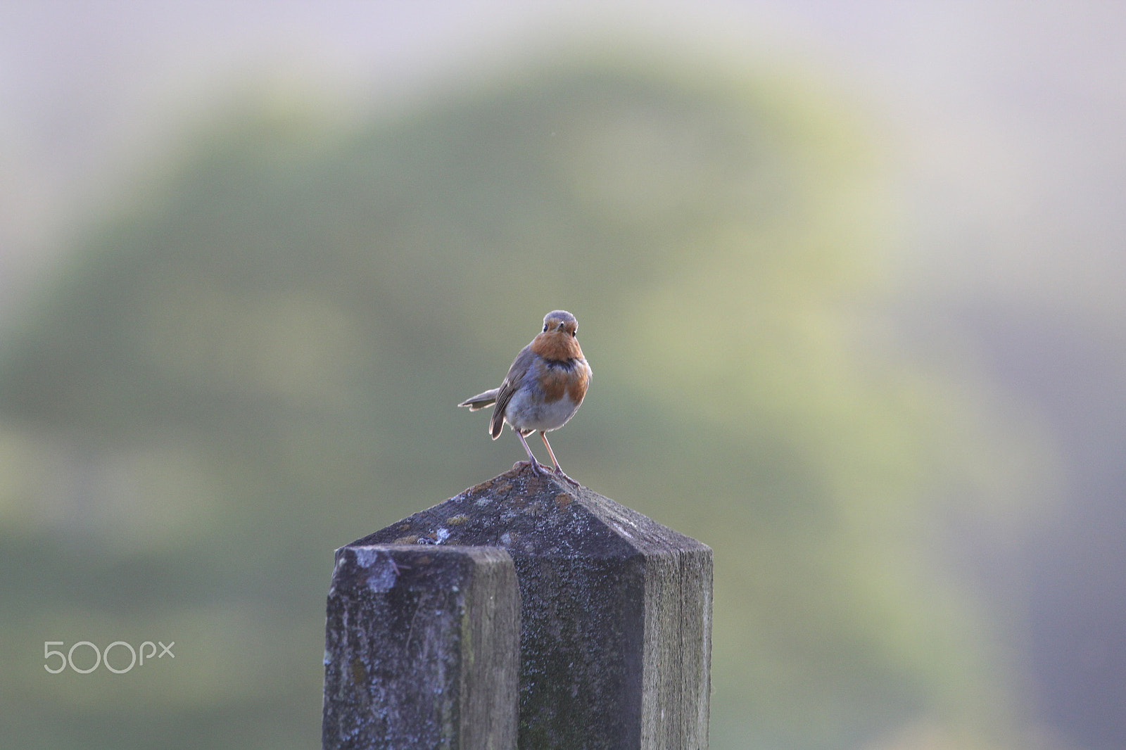 Canon EF 100-400mm F4.5-5.6L IS USM sample photo. Bicton louise photography