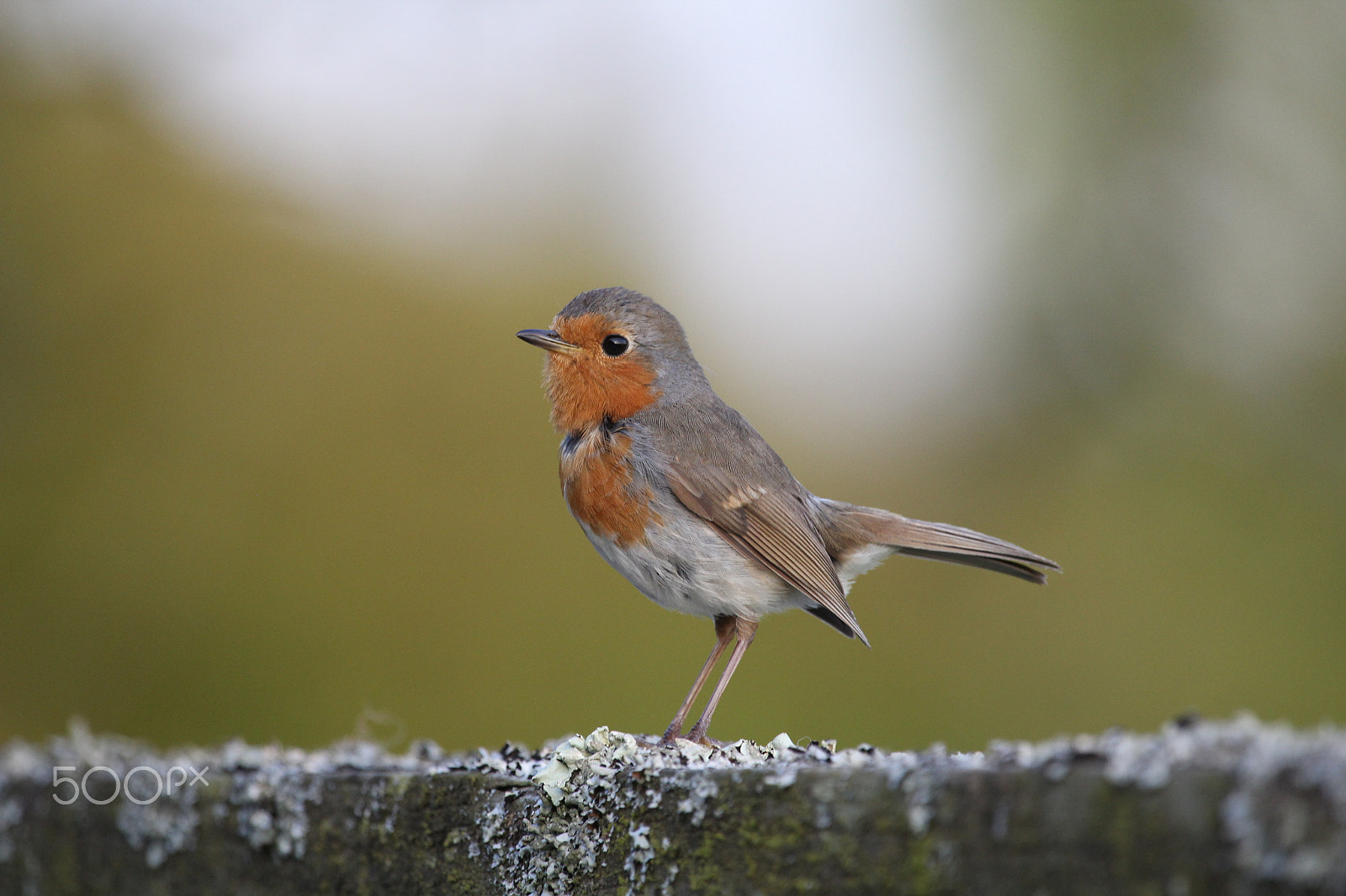 Canon EF 100-400mm F4.5-5.6L IS USM sample photo. Bicton louise photography