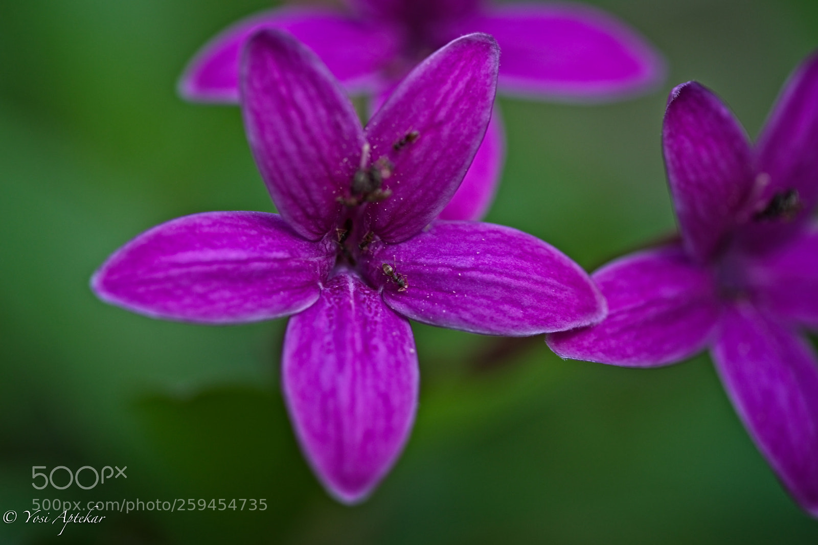 Canon EOS 5D Mark IV sample photo. Purple photography