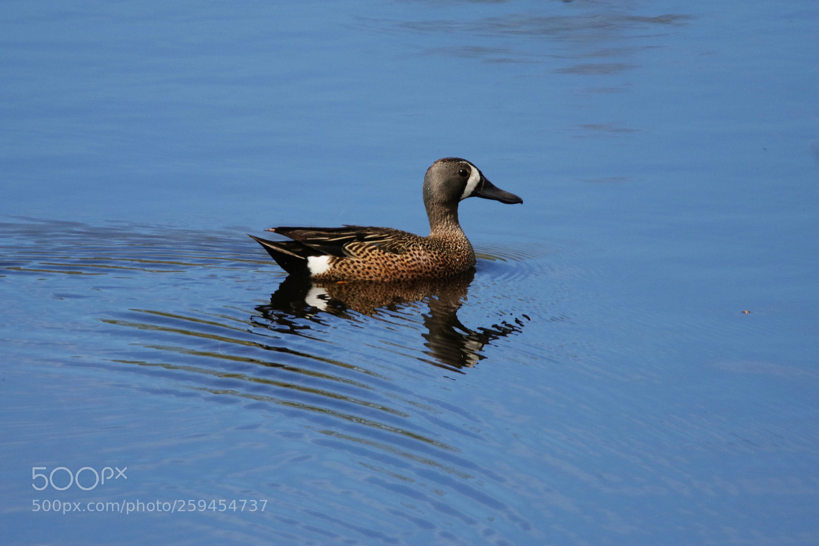 Canon EOS 80D sample photo. Blue-winged teal photography