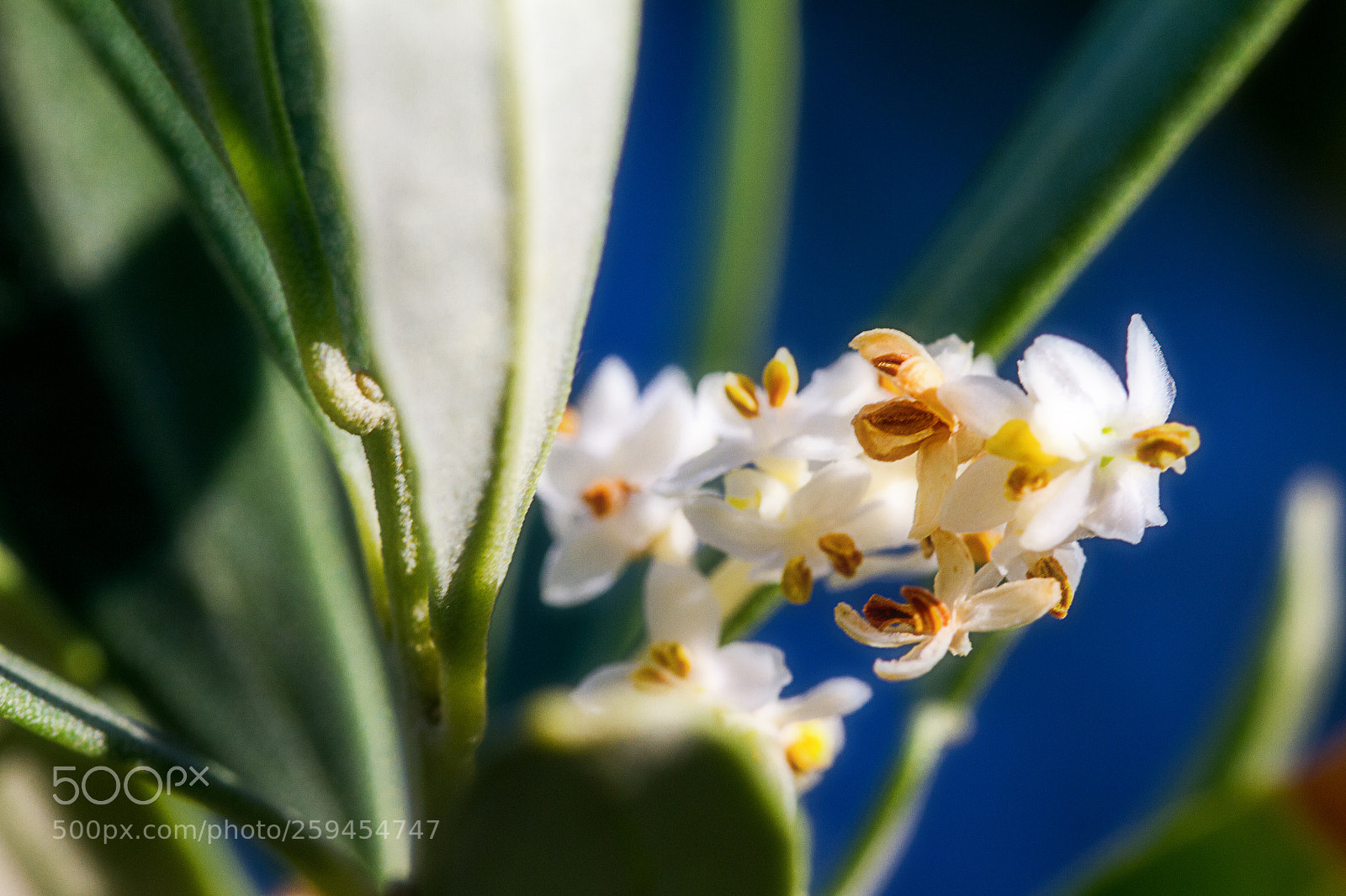 Canon EOS 7D sample photo. Olive blossoms photography