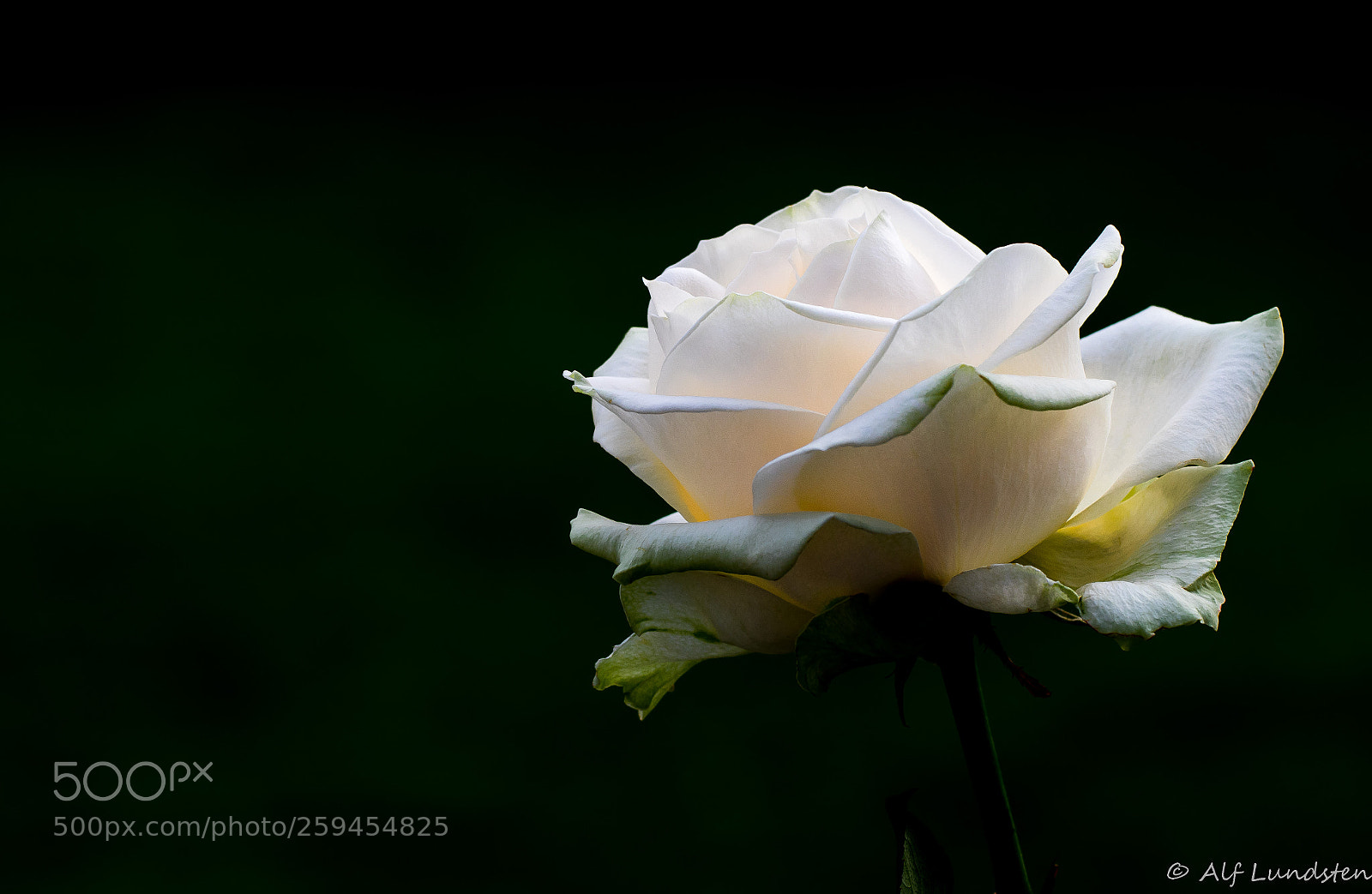 Canon EOS 80D sample photo. Champagne rose photography