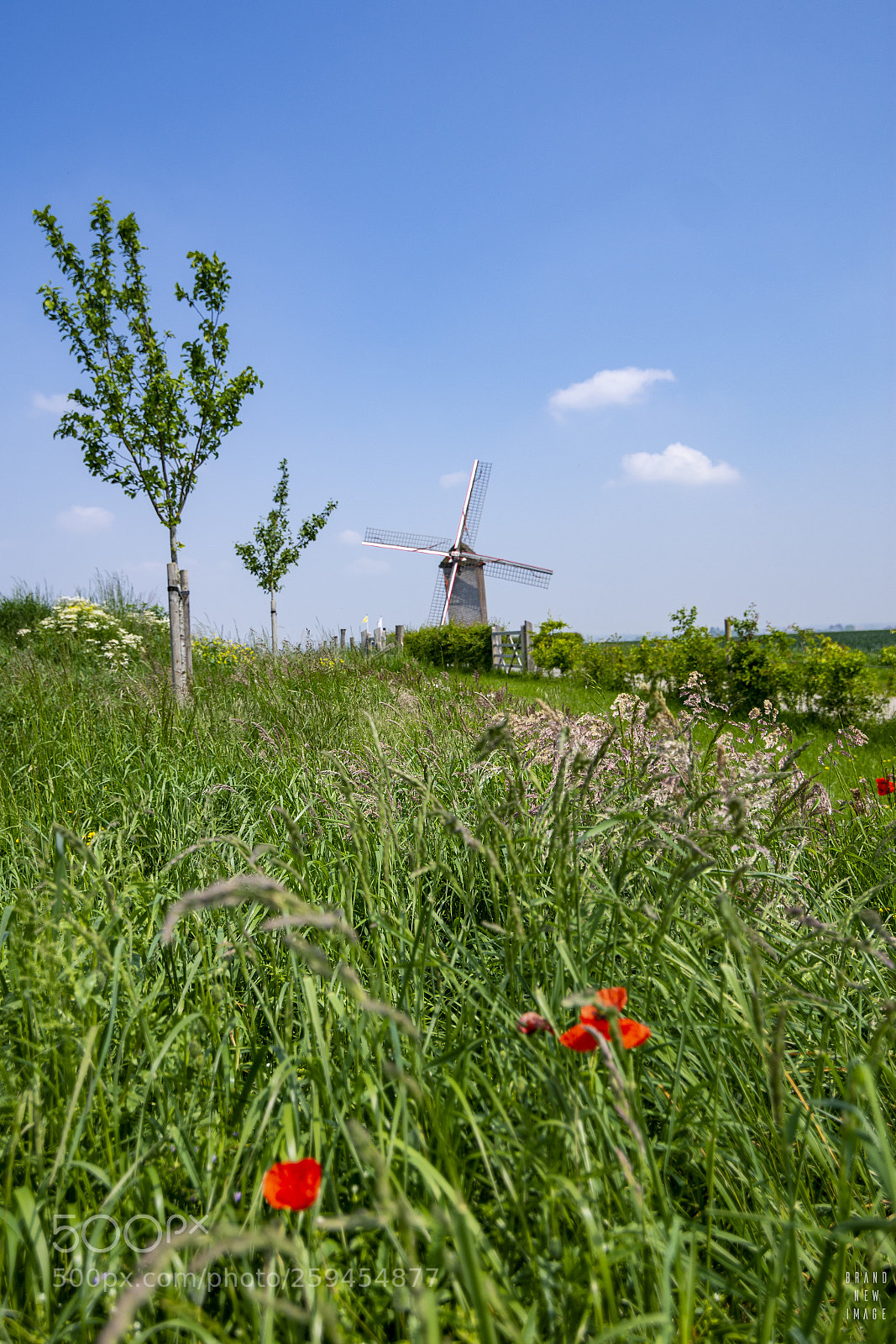Nikon D7200 sample photo. Tissenhovemolen photography