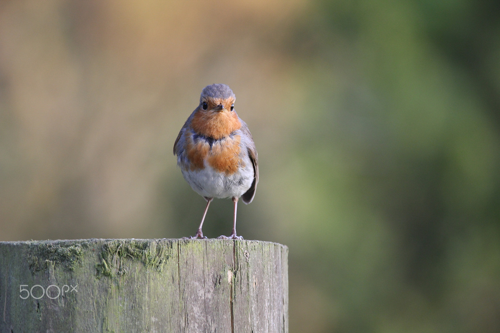 Canon EOS 60D + Canon EF 100-400mm F4.5-5.6L IS USM sample photo. Bicton louise photography