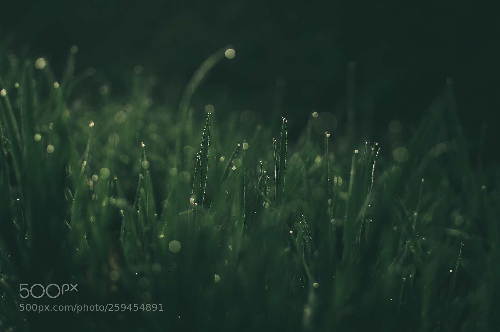 Nikon D5000 sample photo. Fresh mornings photography