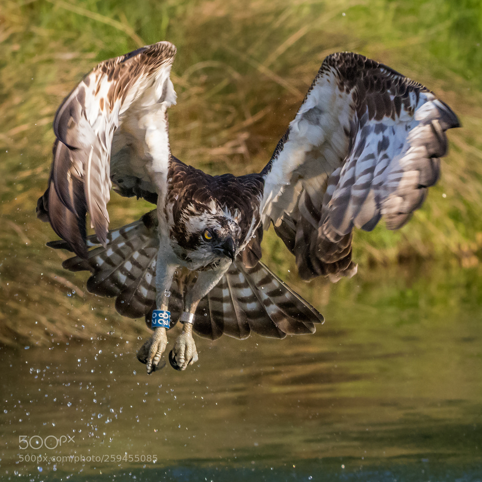 Canon EOS 80D sample photo. Osprey 28 photography