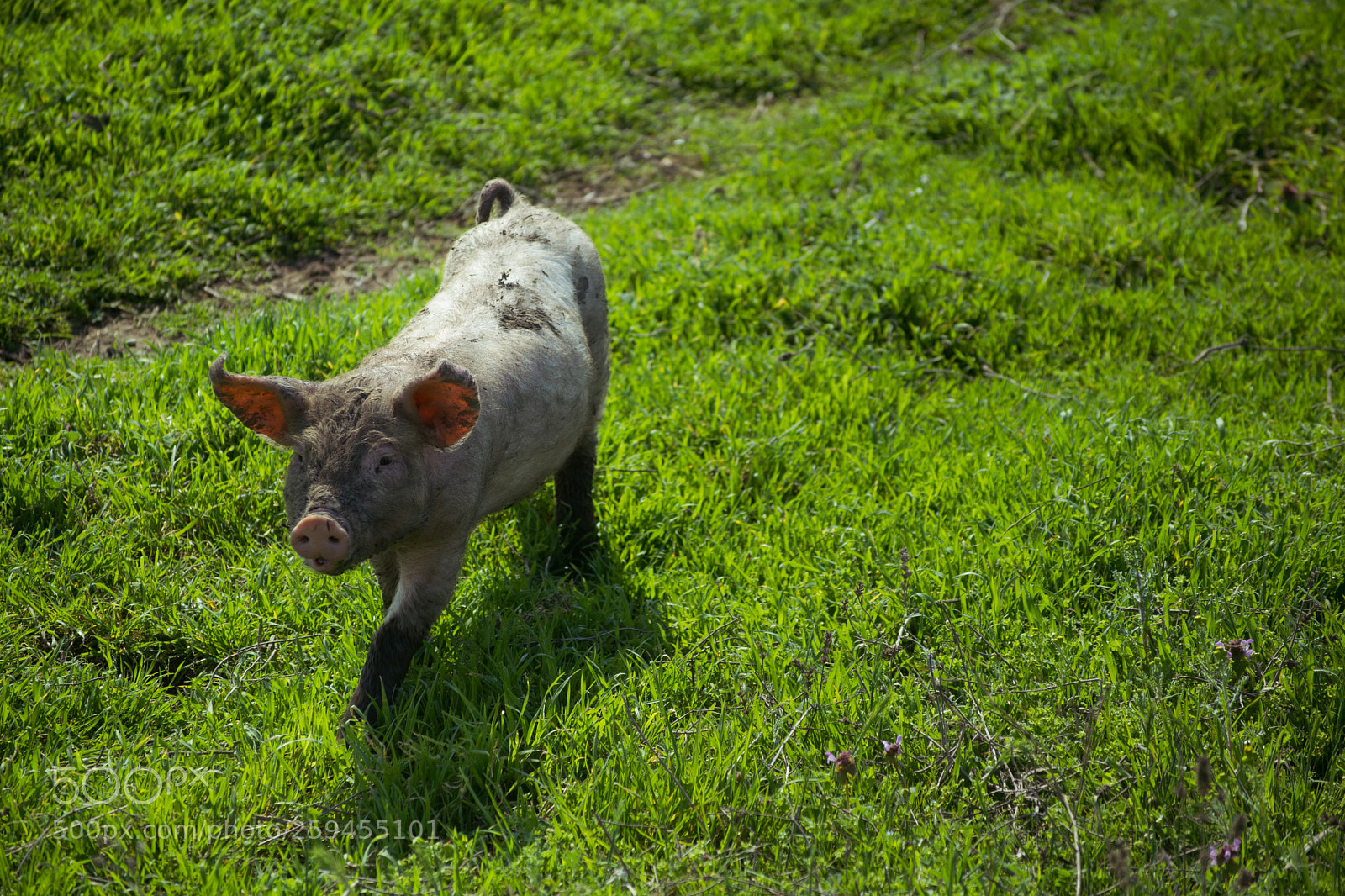 Nikon D5300 sample photo. Little pig photography