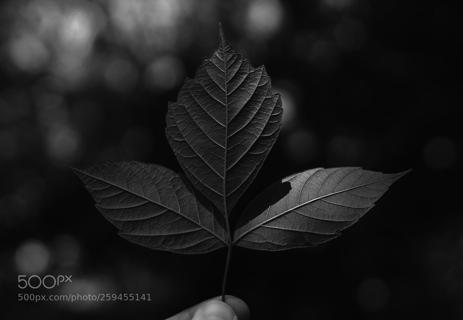 Sony a7 sample photo. Leaf  b&w photography