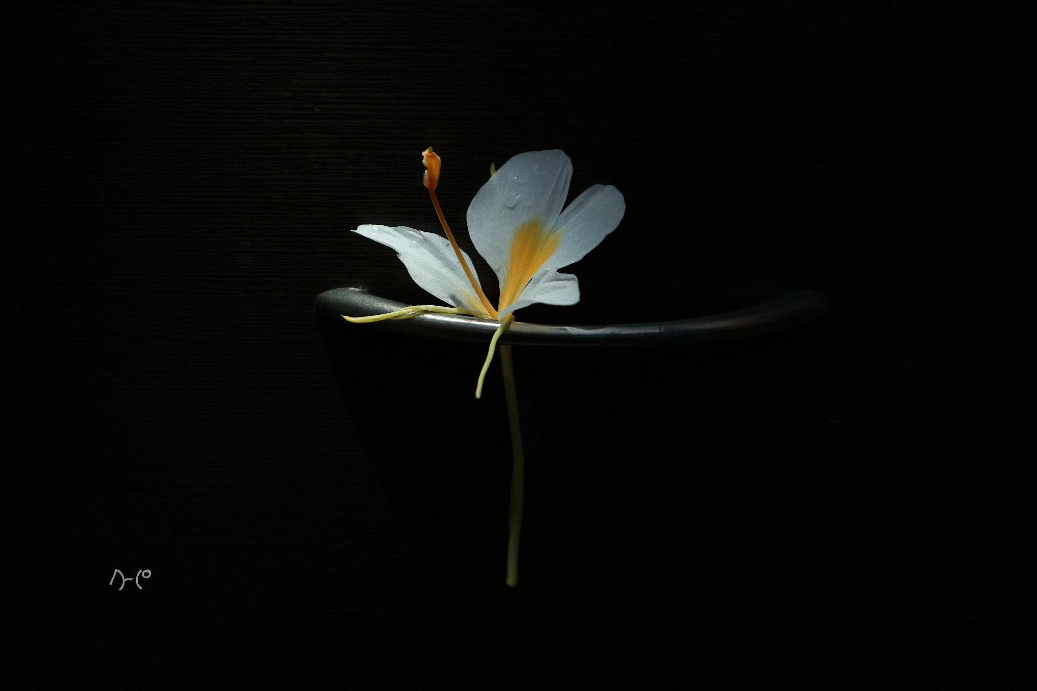 Canon EOS M10 sample photo. Ginger lily - hanging photography