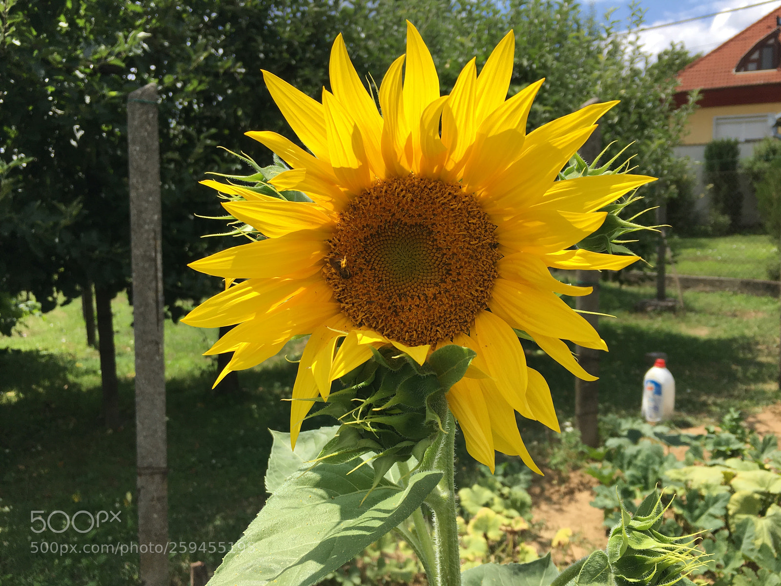 Apple iPhone 6s sample photo. Untitled photography