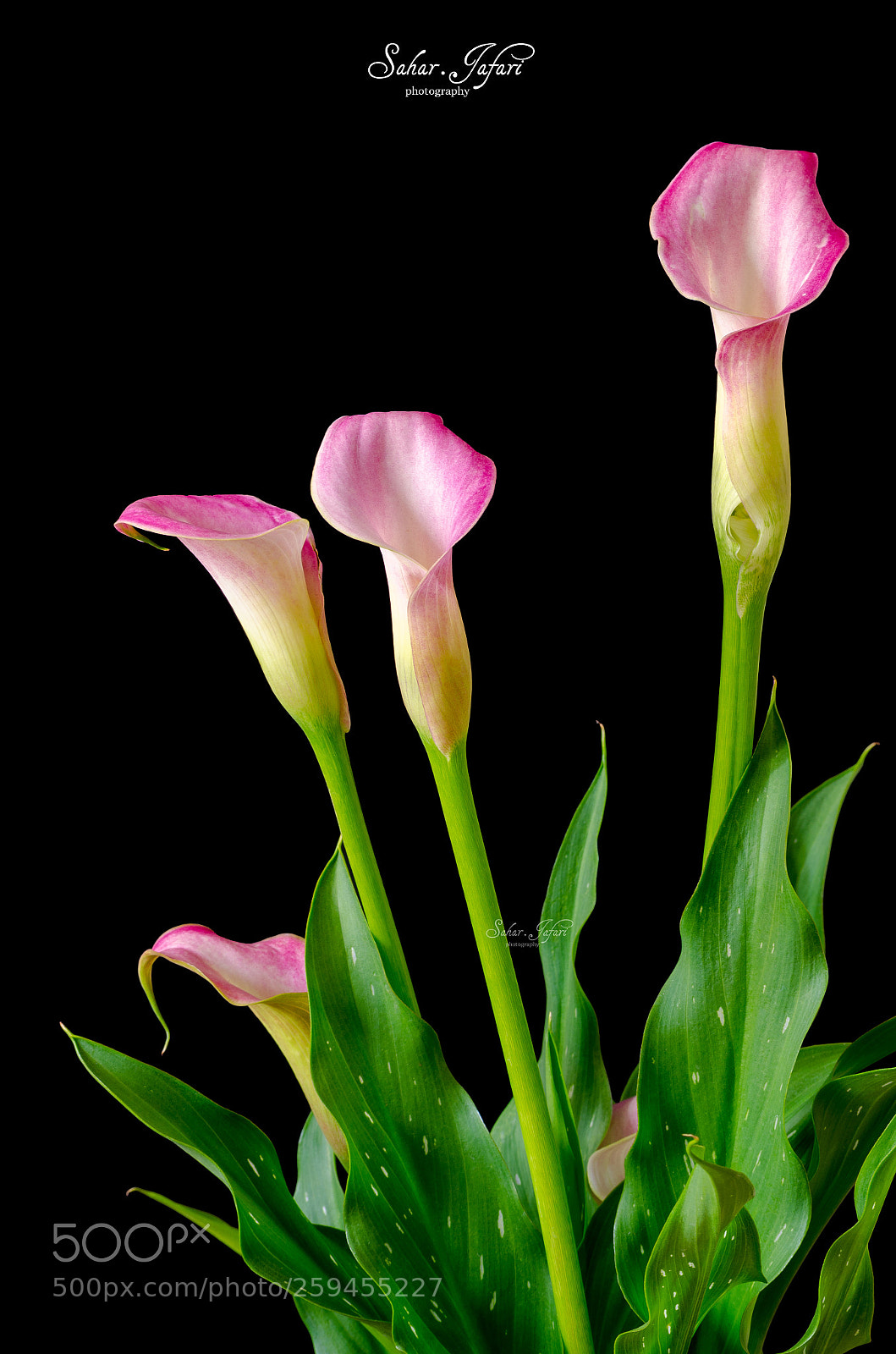Nikon D5100 sample photo. Zantedeschia photography