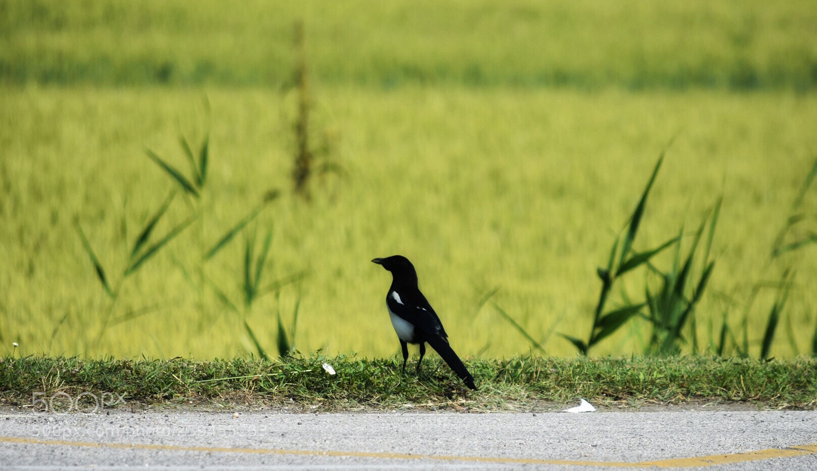 Nikon D7200 sample photo. Theobserver photography