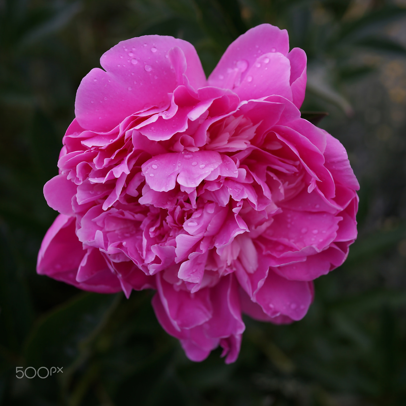 Sony Cyber-shot DSC-RX1 sample photo. Peony photography