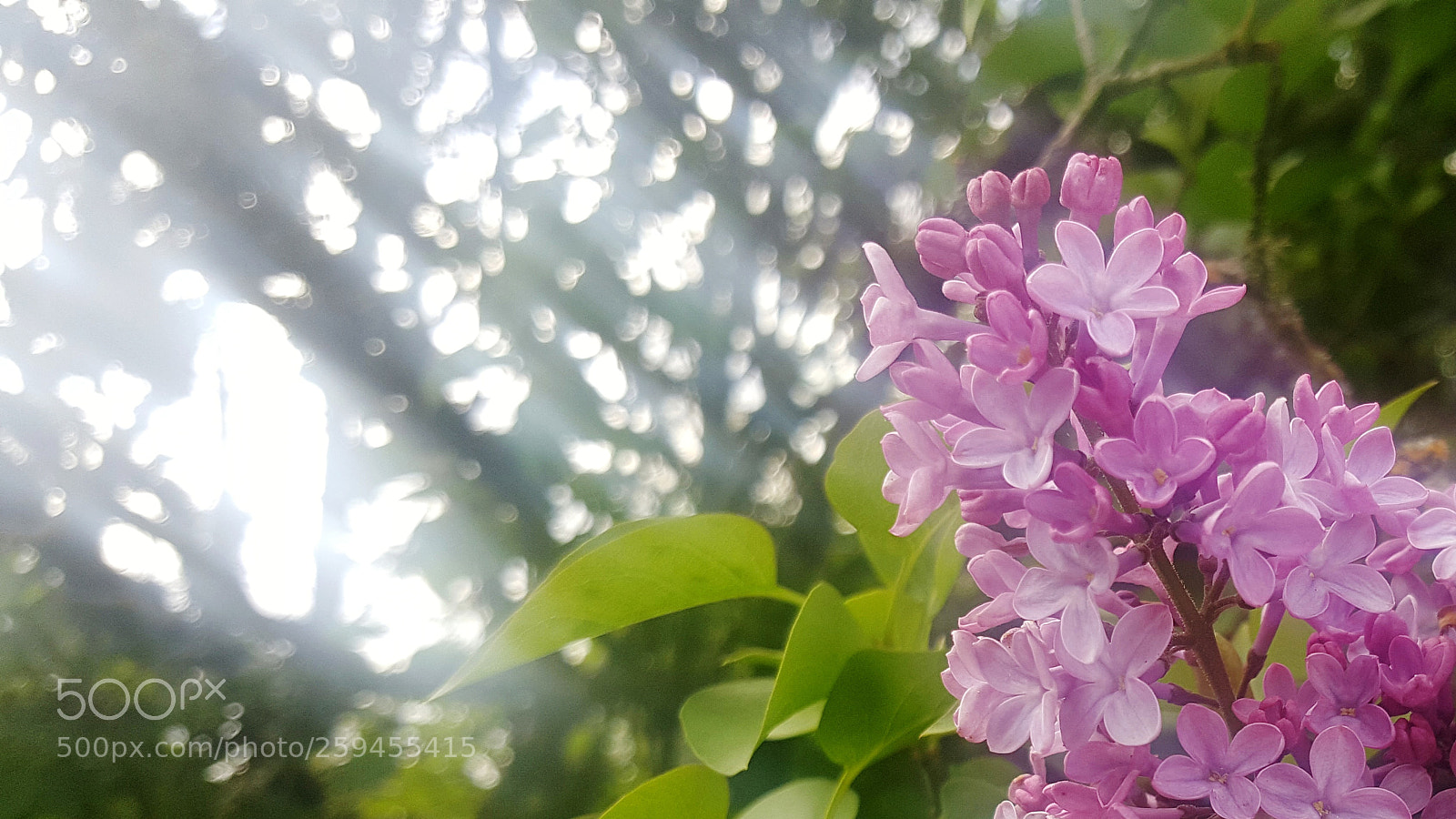 Samsung Galaxy Note5 sample photo. Lilac photography