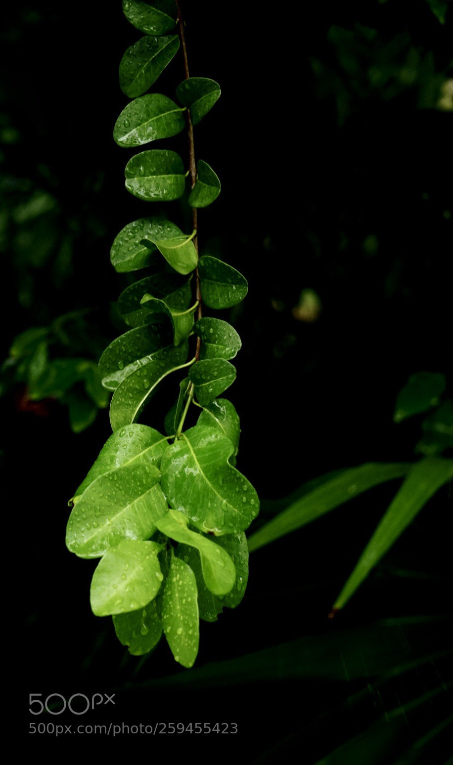 Sony a7 II sample photo. Shades of green photography