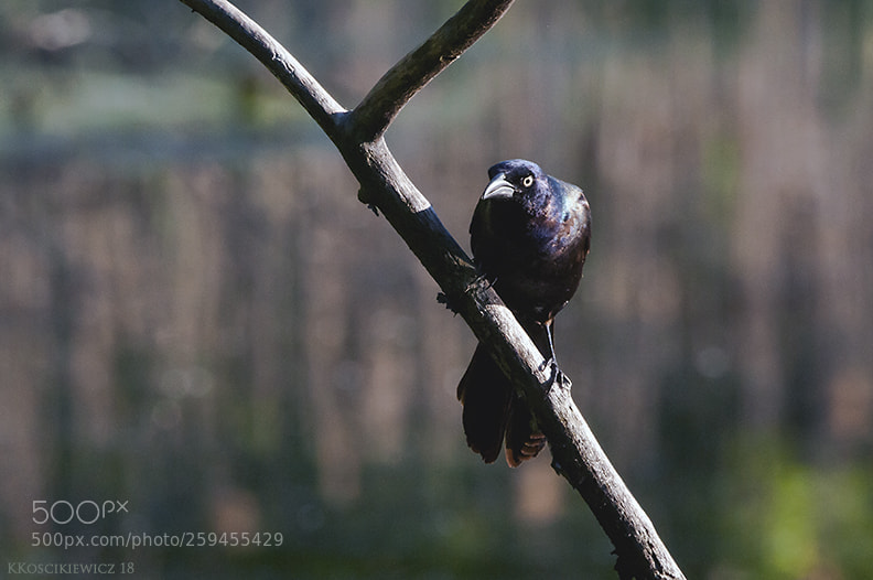 Nikon D300S sample photo. Common grackle photography