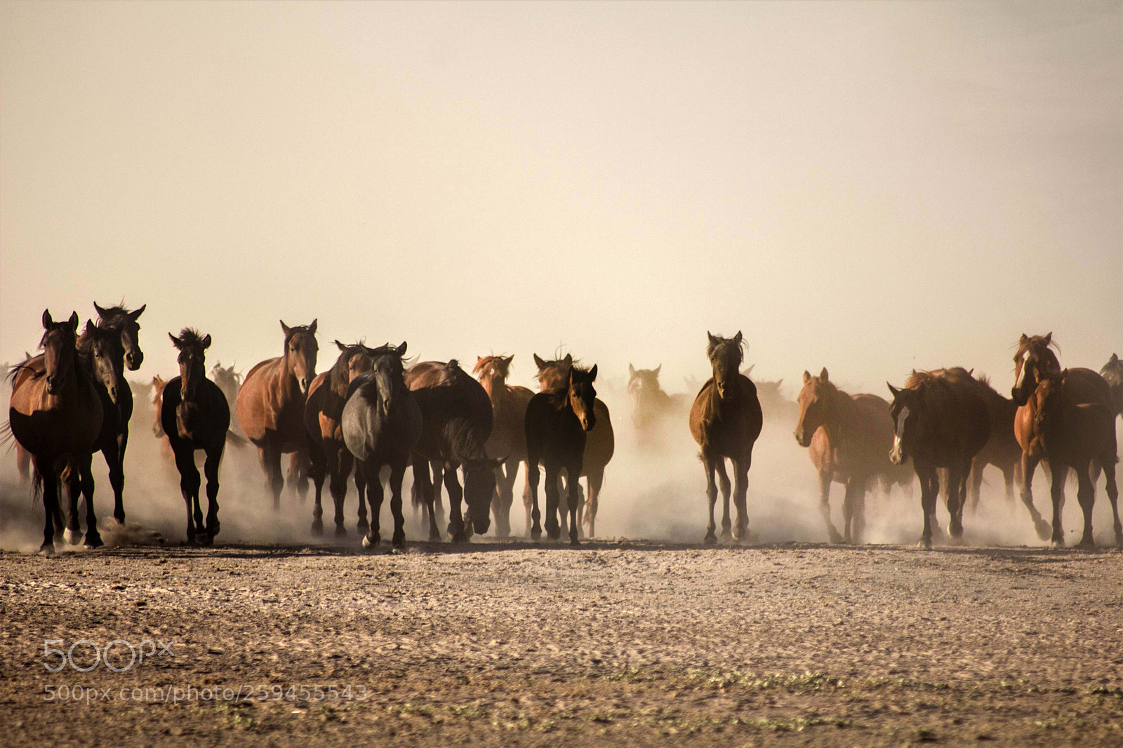 Canon EOS 550D (EOS Rebel T2i / EOS Kiss X4) sample photo. Wild horses photography